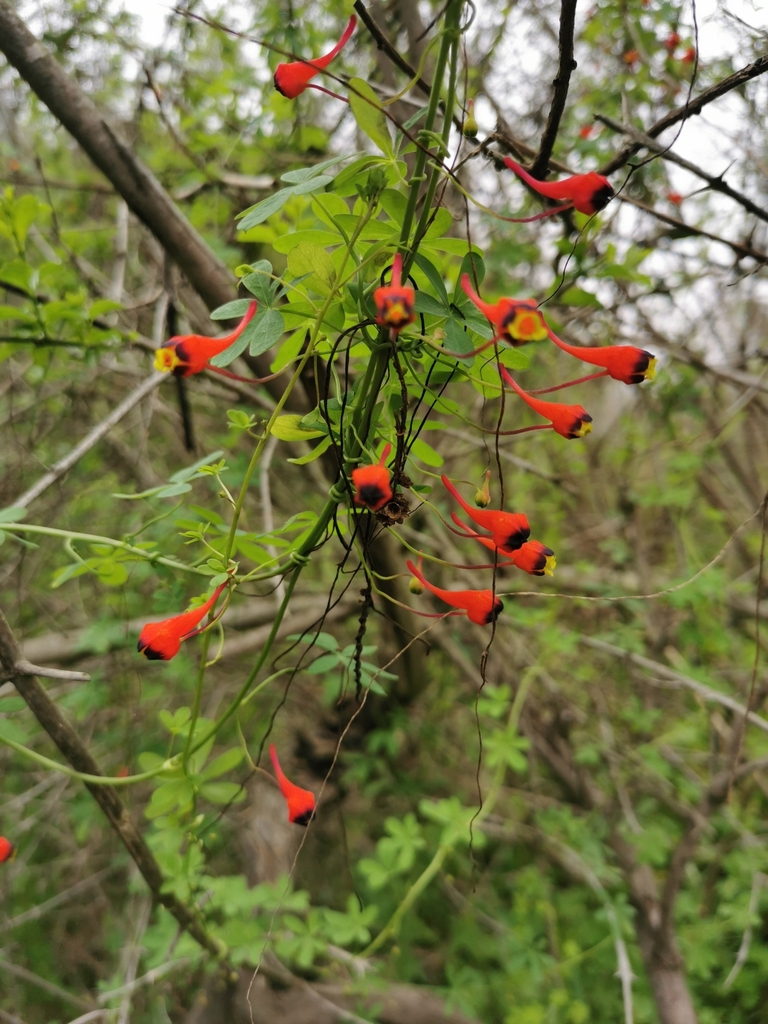 threecoloured Indian cress from Quilpué, Valparaíso, Chile on July 23