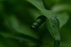 Calybites phasianipennella