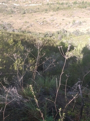 Lichtensteinia interrupta