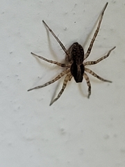 Lycosidae