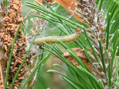 Acantholyda hieroglyphica