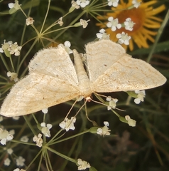 Idaea rufaria