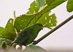 Bolborhynchus lineola