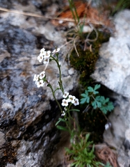 Dontostemon integrifolius