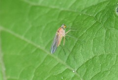 Xanthochlorus