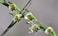 Gladiolus griseus