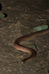 Atractus tamessari
