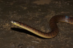 Atractus tamessari