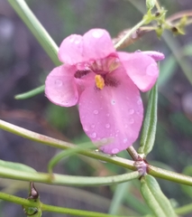 Diascia patens, photograph (c) kevin koen, some rights reserved (CC BY-SA)