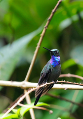 Campylopterus villaviscensio