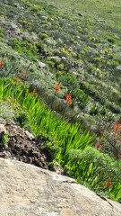 Chasmanthe aethiopica