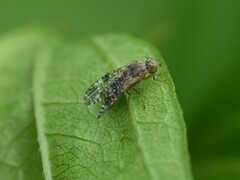 Tephritis vespertina