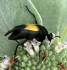 Macrosiagon dimidiata