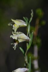 Gladiolus griseus