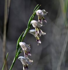 Gladiolus griseus