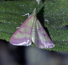 Pyrausta laticlavia