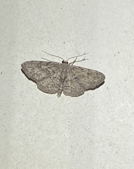 Idaea violacearia