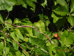 Enallagma vesperum