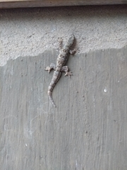 Hemidactylus platyurus