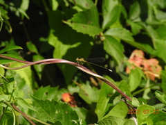 Enallagma vesperum