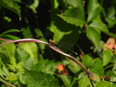 Enallagma vesperum