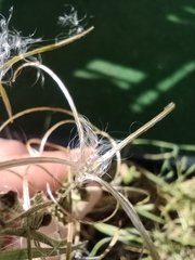 Epilobium ciliatum