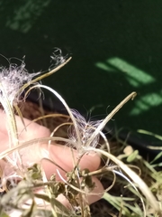 Epilobium ciliatum