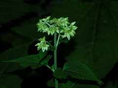 Ageratina roanensis