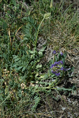 Astragalus leontinus