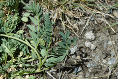 Astragalus leontinus