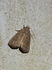 Bagisara rectifascia