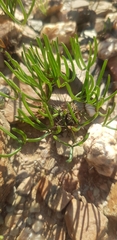 Oxalis ericifolia