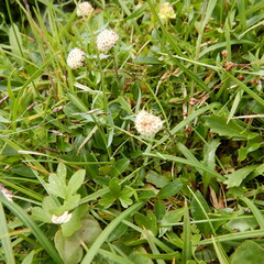 Antennaria monocephala