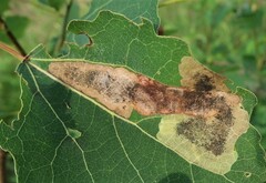 Leucoptera sinuella