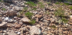 Oxalis ericifolia