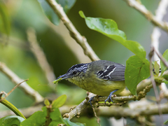 Herpsilochmus axillaris
