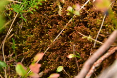 Herbertus hutchinsiae