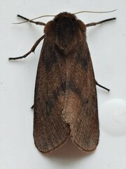 Phragmatobia assimilans