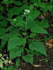 Ageratina roanensis