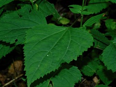 Ageratina roanensis