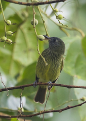 Mionectes striaticollis