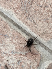Zachaeus