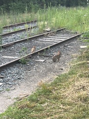 Sylvilagus floridanus