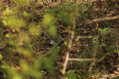 Aspidoscelis guttatus