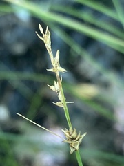 Stellulatae