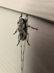 Acanthocinus nodosus