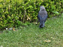 Corvus monedula