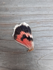Catocala nupta