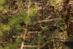 Aspidoscelis guttatus