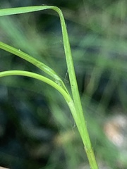 Stellulatae